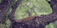 A leopard hugs the tree branch on a lazy afternoon. Photographer: Caroline Rowbottom