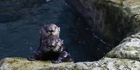 A sea otter looks up at Aquarium of the Pacific in Long Beach, California, USA, 11 April 2024. The aquarium provides programs for both rehabilitating rescued sea otters and housing sea otters deemed as non-releasable to the wild by the U.S. Fish and Wildlife Service.  EPA-EFE/CAROLINE BREHMAN