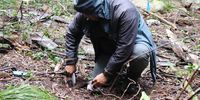 Trevor Adams, a terrestrial biotechnician at SANParks’ Scientific Services, planting a seedling along the Woodcutters Trail at Newlands Forest as part of the rehabilitation efforts in Table Mountain National Park (TMNP). This is part of efforts to combat illegal and unsustainable bark stripping. (Photo: Kristin Engel)