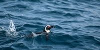 Critically endangered African penguins swim within the Tsitsikamma Marine Protected Area, which plays a vital role in protecting marine species they rely on for food.26 August 2025. (Photo: Julia Evans)