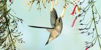 A hummingbird is seen feeding on a flower in Tegucigalpa, Honduras, 26 November 2024.  EPA-EFE/GUSTAVO AMADOR