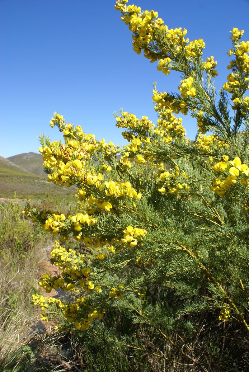 Plant matter: How rooibos brought justice to SA’s indigenous