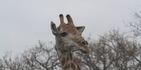 Hello - welcome to my world. Photo: Hilton Leonard (Len) Swimmer<br>