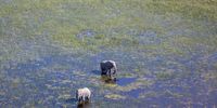 Elephants in the Okavango. Image: Kai Collins