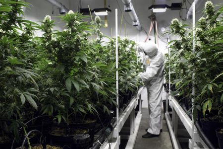 Canada braces for cannabis gold rush