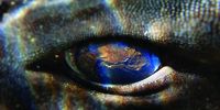 Close up of a catshark eye. Picture courtesy of Sea Change Project.