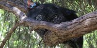 An afternoon nap. Image: C.Pagani