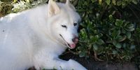 Quirky husky moments! Image: Jo Naidoo, Dana Bay 