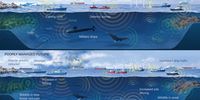 Illustration of the ocean's soundscape under different scenarios. (Photo: KAUST / Xavier Pita)