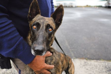 Dogged determination – meet K9 Khalesi and co who add ‘extra bite’ to Cape Town Metro Police’s efforts