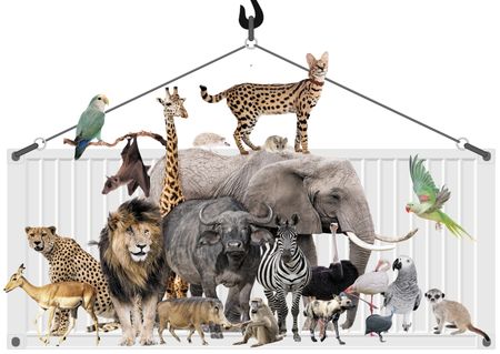 South Africa exports millions of creatures great and small in shadowy global wildlife trade