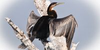 A darter just chilling at Mankwe Dam in Bakubung reserve. Image: Louise Dixon<br>