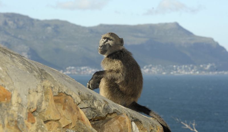 Community baboon monitoring project in Seaforth claims pushback from ...