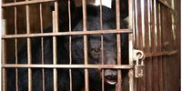 This bear was kept for 20 years as a pet in a close and narrow cage with limited sunlight as part of the bear bile farm industry. (Photo: World Animal Protection)