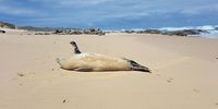 Emily seemed very tired when she was found on the beach. Photo: Greg Hofmeyr