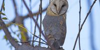 We welcomed a 24 hour visitor to our garden. Photographer: Quixe Quicke