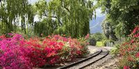 Springtime in the Winelands. Photographer: Philippa Dresner. <br>