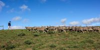 Sheep thrive in the Karoo’s drylands, and up in the mountains of the grassy Eastern Cape. (Photo: Chris Marais)<br>
