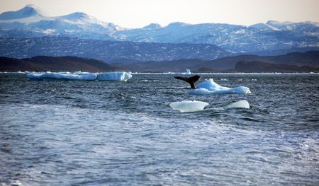 Greenland ice less vulnerable than feared to thaw - Study
