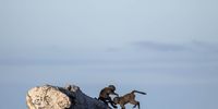 Two juvenile baboons play on a rock on Slangkop Mountain above Kommetjie. (Photo: Alan van Gysen)
