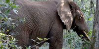 A close up of the 50 year old female elephant that is roaming the Knysna forest. Photo: Ryan Davy