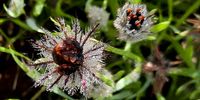 Early morning dew on waking flowers. (Photo: Don Pinnock)