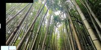 bamboo