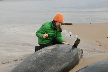 Australia begins euthanising false killer whales after mass stranding