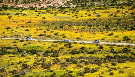 Fields of dreams pay homage to South Africa’s floral kingdom
