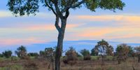Sunset views in the Kruger. Photographer: Lizette Cressey