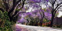 Joburg bragging! Photographer: Anisha Kha