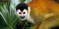 Squirrel monkey. (Photo: Supplied)