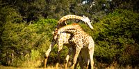 It's just a Dance! Image: Melanie Black