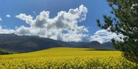 Fields of Canola en route to Greyton.