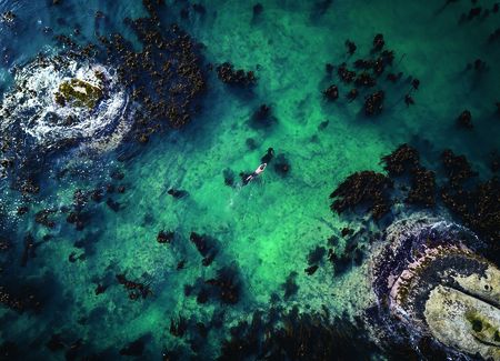 Underwater otherworld: A dive into the Cape’s kelp forests