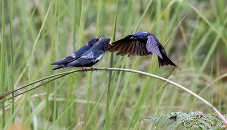 KZN conservation — saving at least two ‘birds’ with one stone