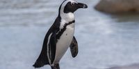 An African penguin walks on rocks on Boulders beach in Simonstown, South Africa, 14 January 2020. EPA-EFE/NIC BOTHMA
