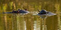  Bush Taxi. Image: Ian Merrington