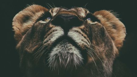 SA’s ‘R3.4-billion’ hunting industry – should a simple tourist levy replace recreational hunts?