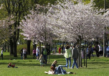 Blooming early! Japan's famed cherry blossoms make unexpected appearance