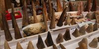 A wide range of horns are imported from various <br>parts of the globe and many are worked into ‘rhino-horn’ products.