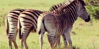 3 Pretty zebras ? all in a row! Taken at Rietvlei dam nature reserve in Centurion. Photographer: Marti Visser