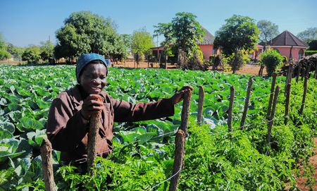 Backyard agroecology gardens bring relief to starving Limpopo villages