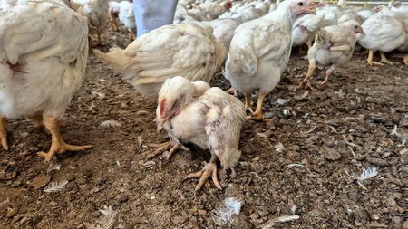 NSPCA uncovers cannibalism and mass starvation at government-funded Daybreak poultry farms