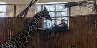 epa09811243 A zookeeper feeds a giraffe at Kyiv Zoo, amid the Russian invasion of Ukraine, in Kyiv (Kiev), Ukraine, 08 March 2022. Many animals are extremely stressed, showing the reaction to air raid sirens, and sound of explosions, the zoo employees say. The heavy fighting near Kyiv Zoo was on the first days of the Russia-Ukraine war. As for now around 50 zookeepers taking care of the animals in the zoo.  EPA-EFE/ROMAN PILIPEY