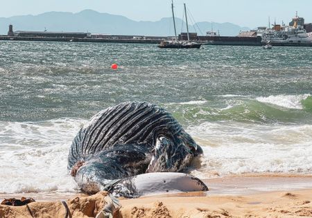 In pictures – Young humpback whale washes ashore on Long Beach, Simon’s Town