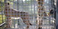 Two nine-month-old cheetahs from South Africa stand in a cage during quarantine at Zoo Miami in Florida on 29 November 2012. The sub-adult brothers were born in captivity at the Ann van Dyk Cheetah Centre near Pretoria. (Photo: Joe Raedle/Getty Images)<br>