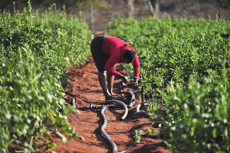 Close Encounters of the Fourth Kind: Limpopo farmers consume marauding elephants