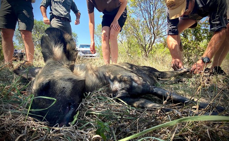 Snaring Moonshot: South Africa’s soaring poaching scourge — and the ...
