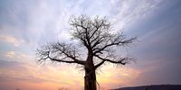 Researchers fear that ibaobab trees in the 500 000 hectare park are under increasing threat from elephants, which strip away bark and gouge the trunks in search of moisture during the dry season. (Photo: Bad Rabbit Studio)